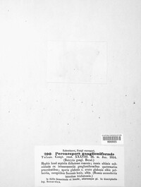 Bremia lactucae image